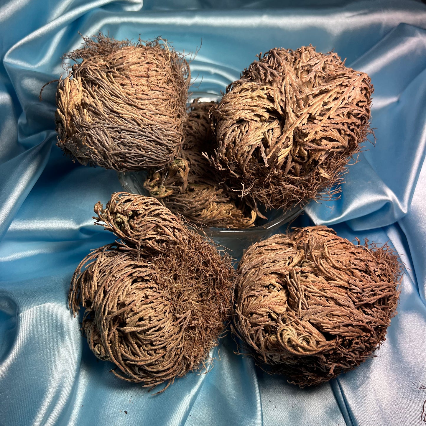 Rose of Jericho