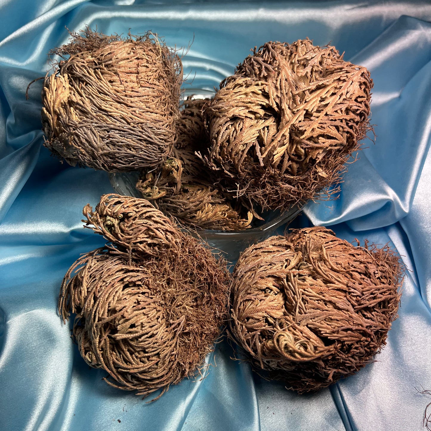 Rose of Jericho