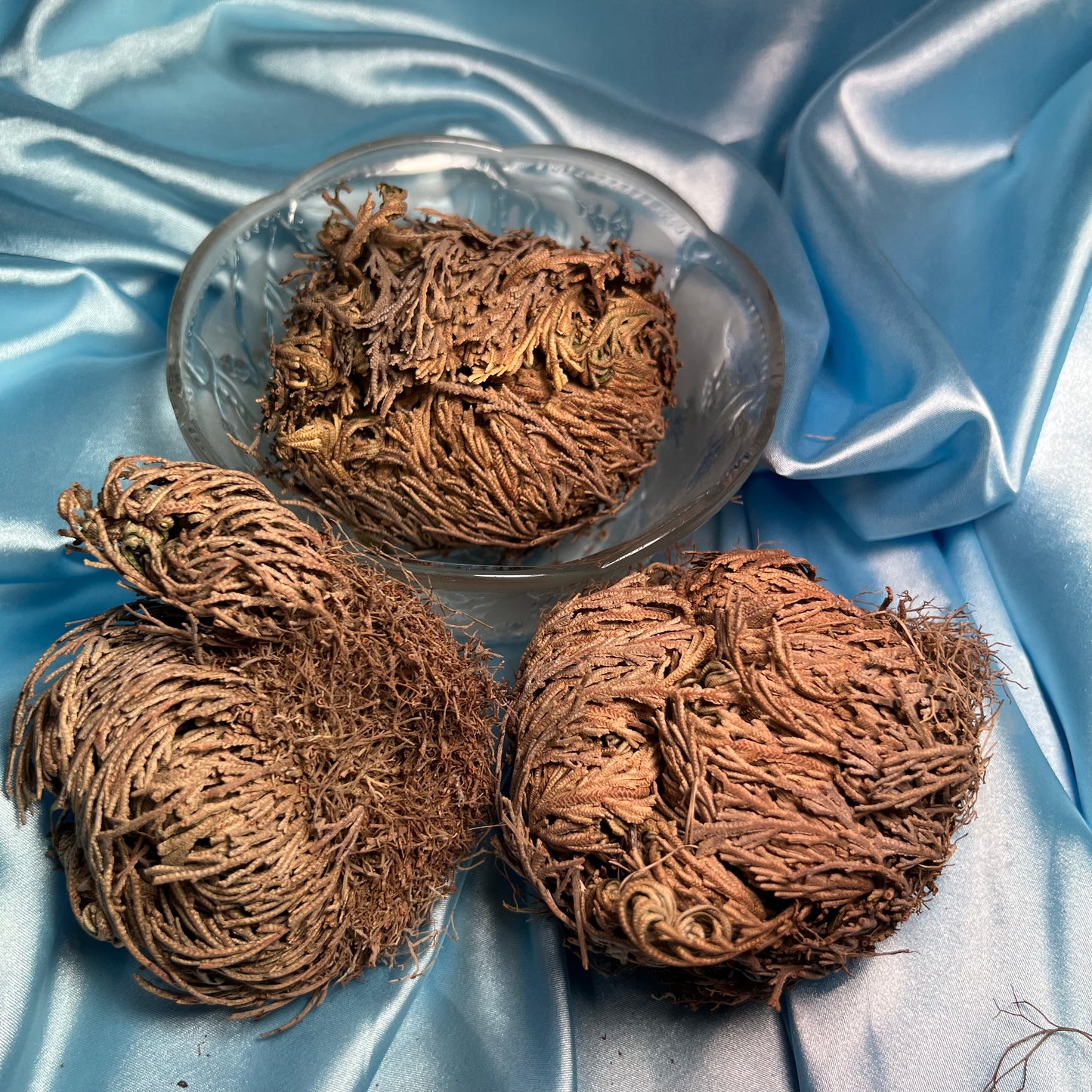 Rose of Jericho